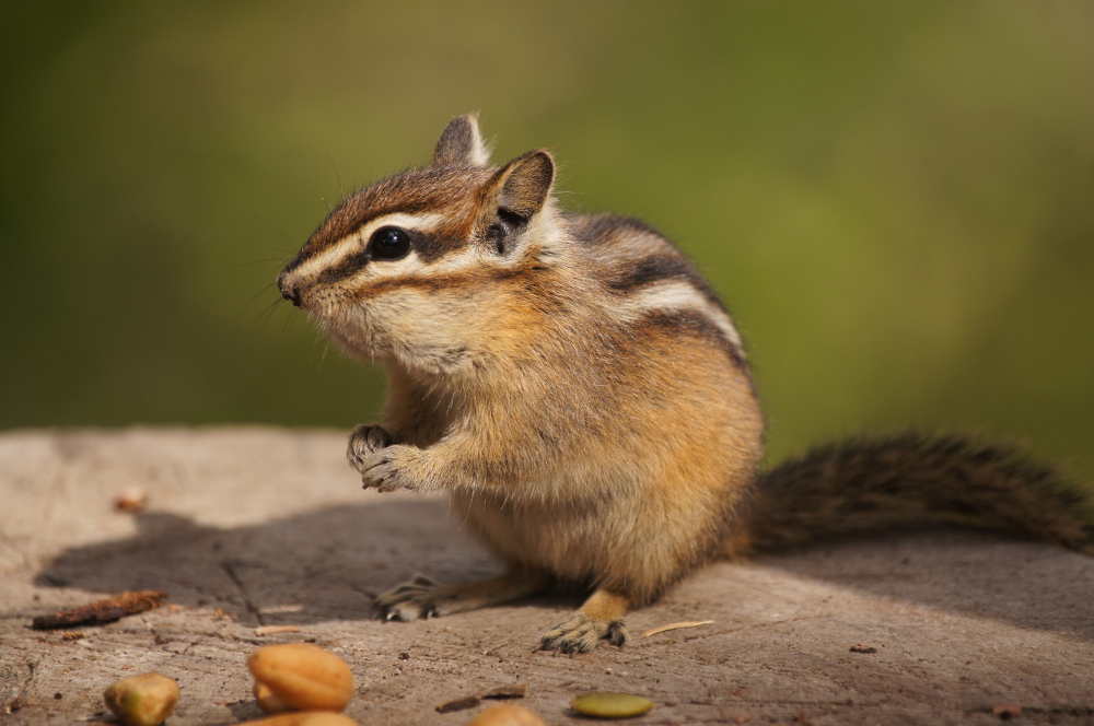 Why Inhaling Helium Makes You Sound Like a Chipmunk